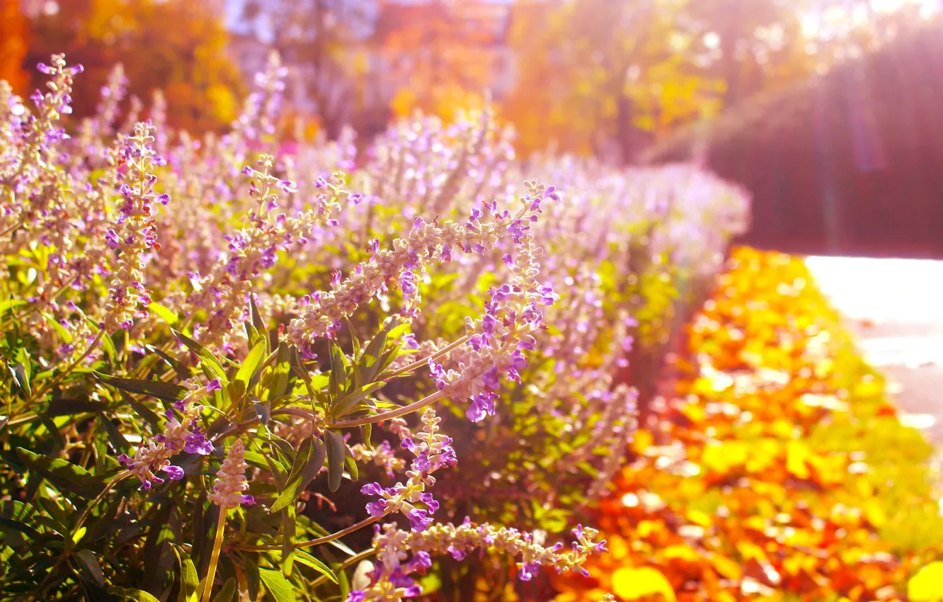 Photo wallpaper flower, garden, blooming