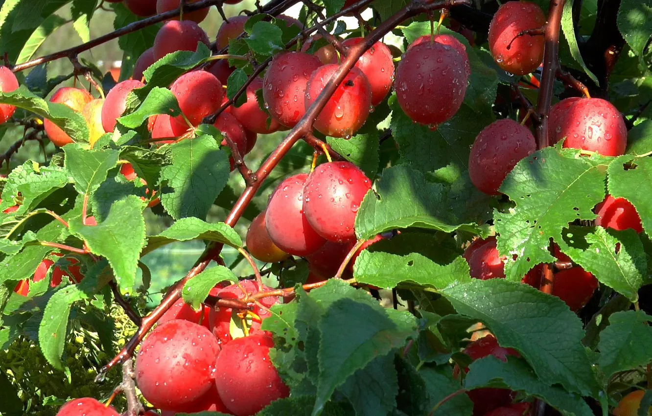 Photo wallpaper trees, fruit, plum, August
