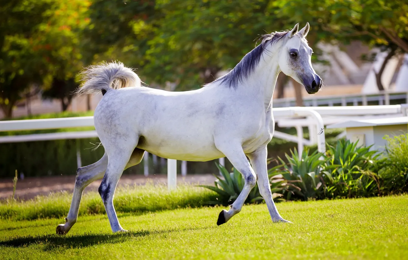 Photo wallpaper horse, horse, running, grace, corral, Arab