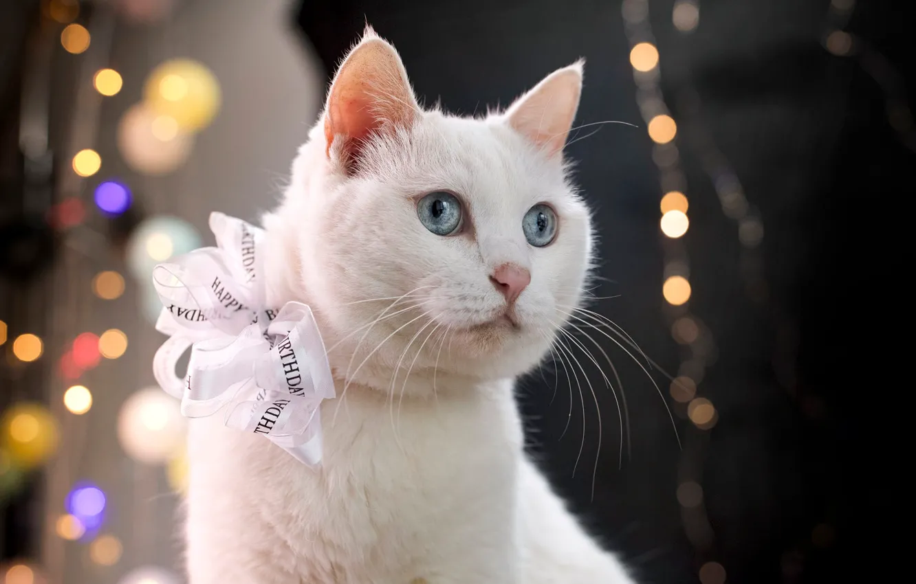 Photo wallpaper cat, white, cat, light, background, holiday, portrait, lights
