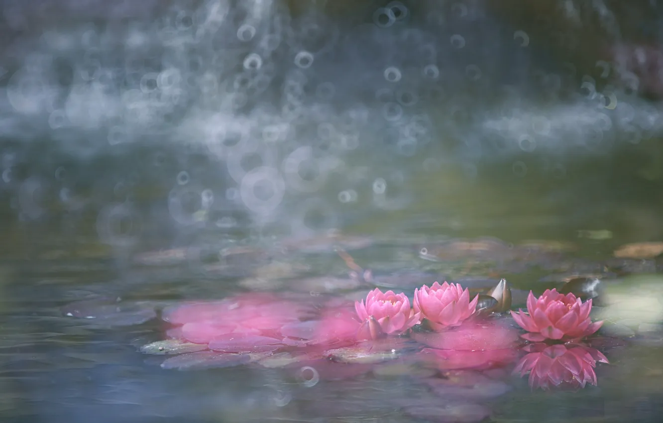 Photo wallpaper water, pink, flowering, water lilies