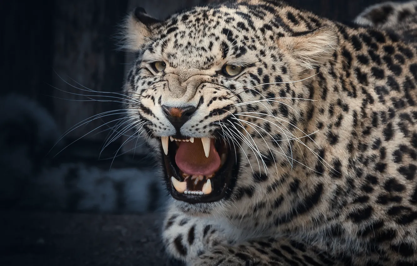 Photo wallpaper face, mouth, leopard, fangs, grin, wild cat, aggressive