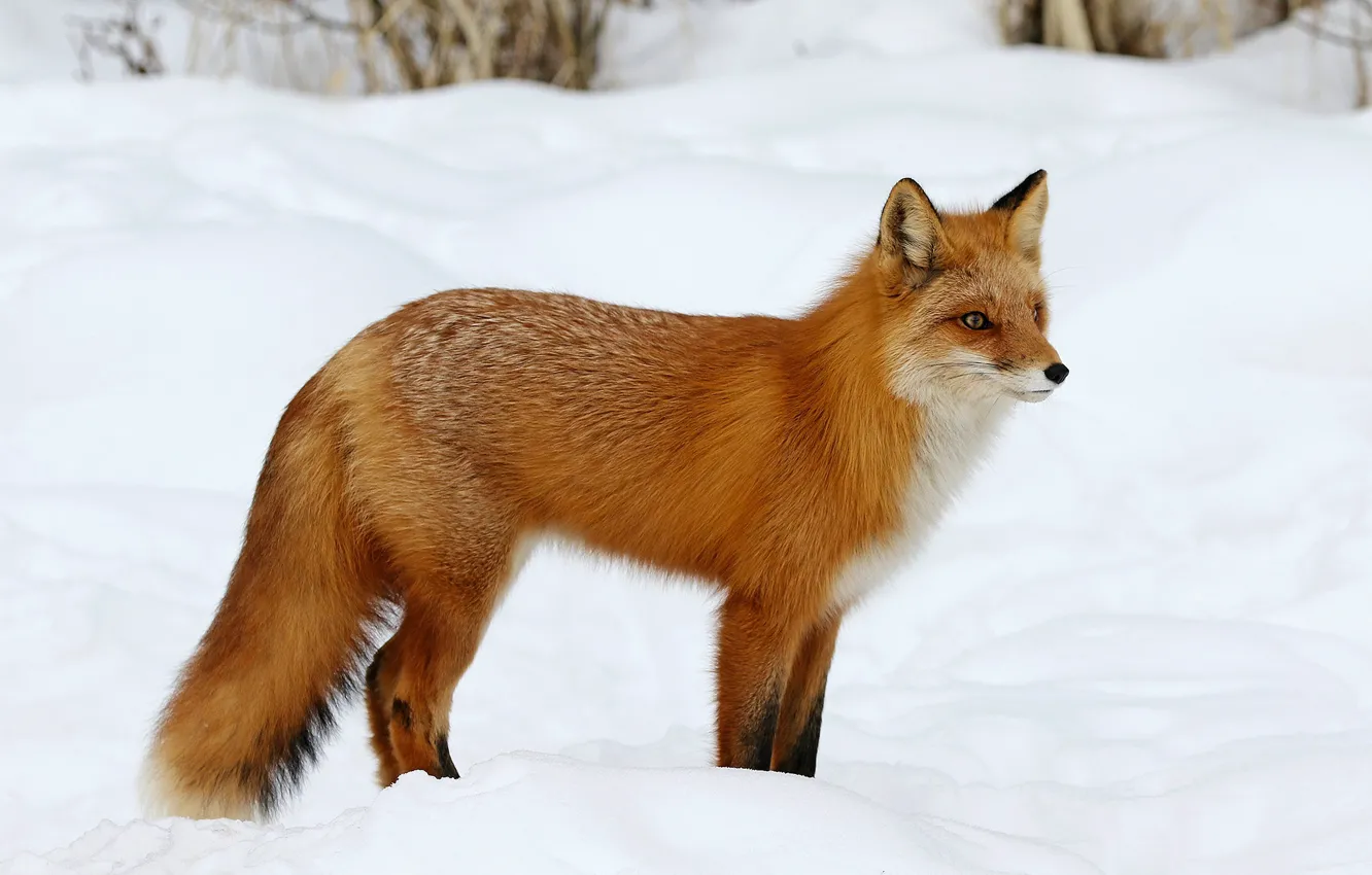 Photo wallpaper winter, look, snow, nature, pose, Fox, the snow, red