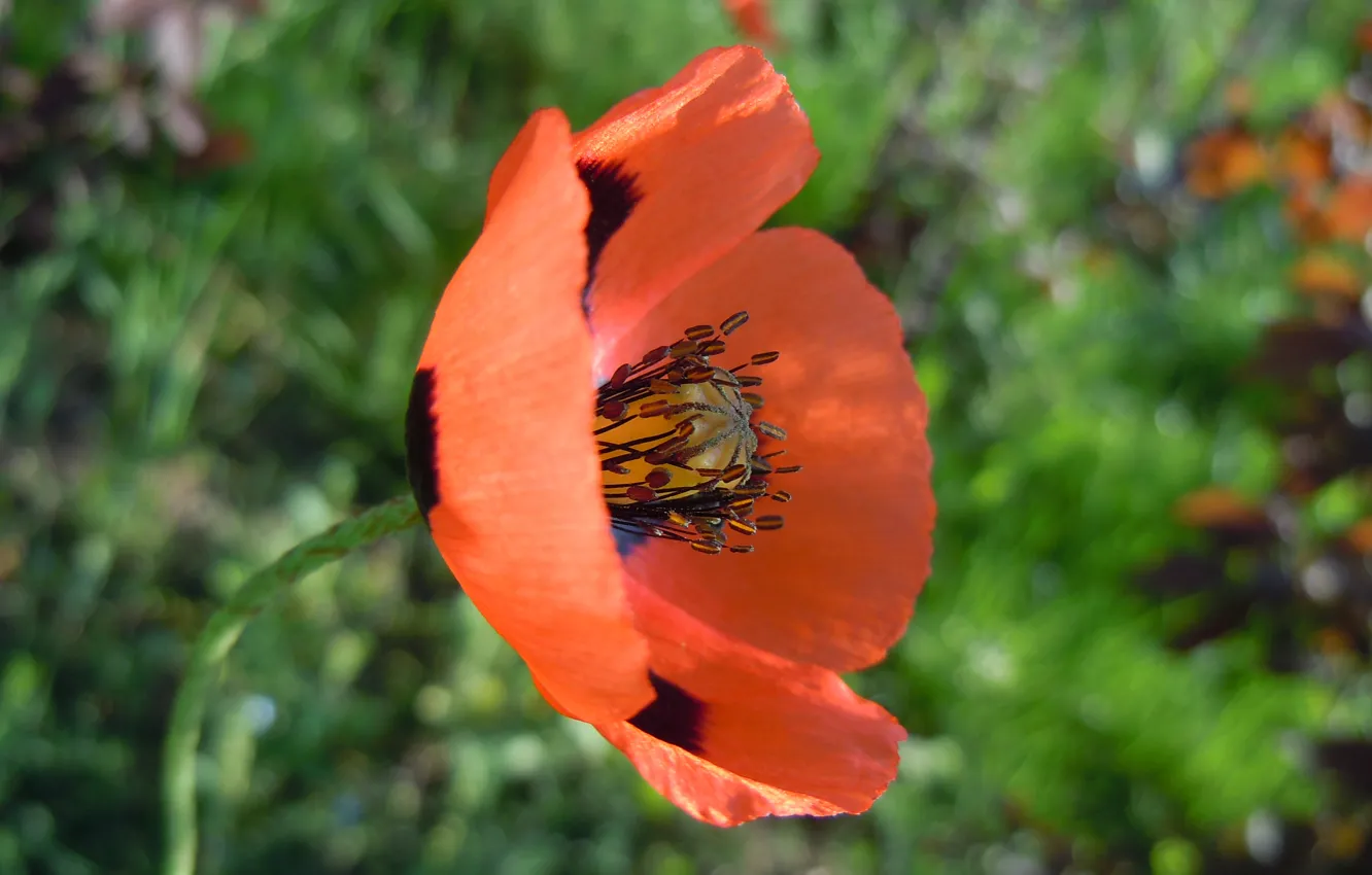 Photo wallpaper macro, Mac, macro, poppy