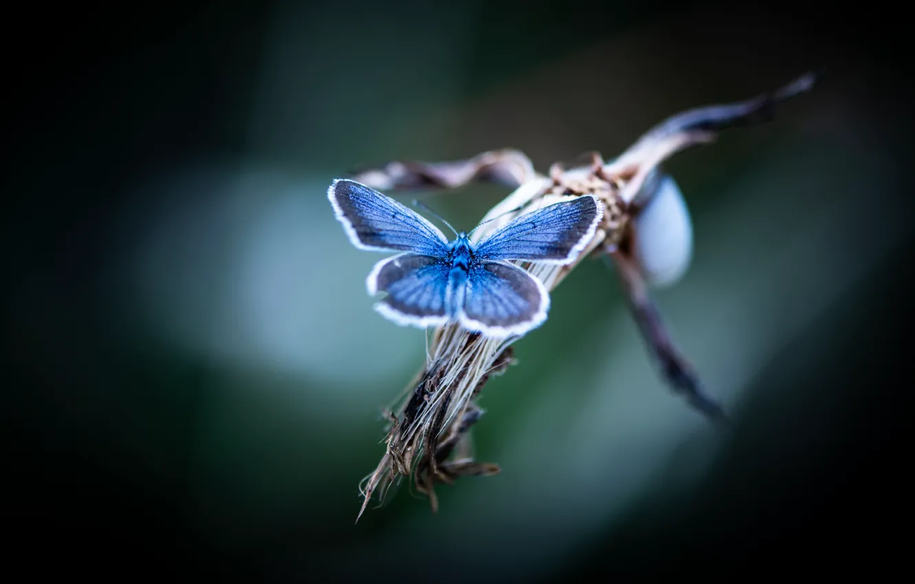 Photo wallpaper macro, blue, butterfly