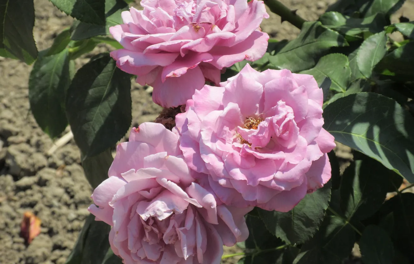 Photo wallpaper roses, lilac roses, Meduzanol ©, Summer 2018