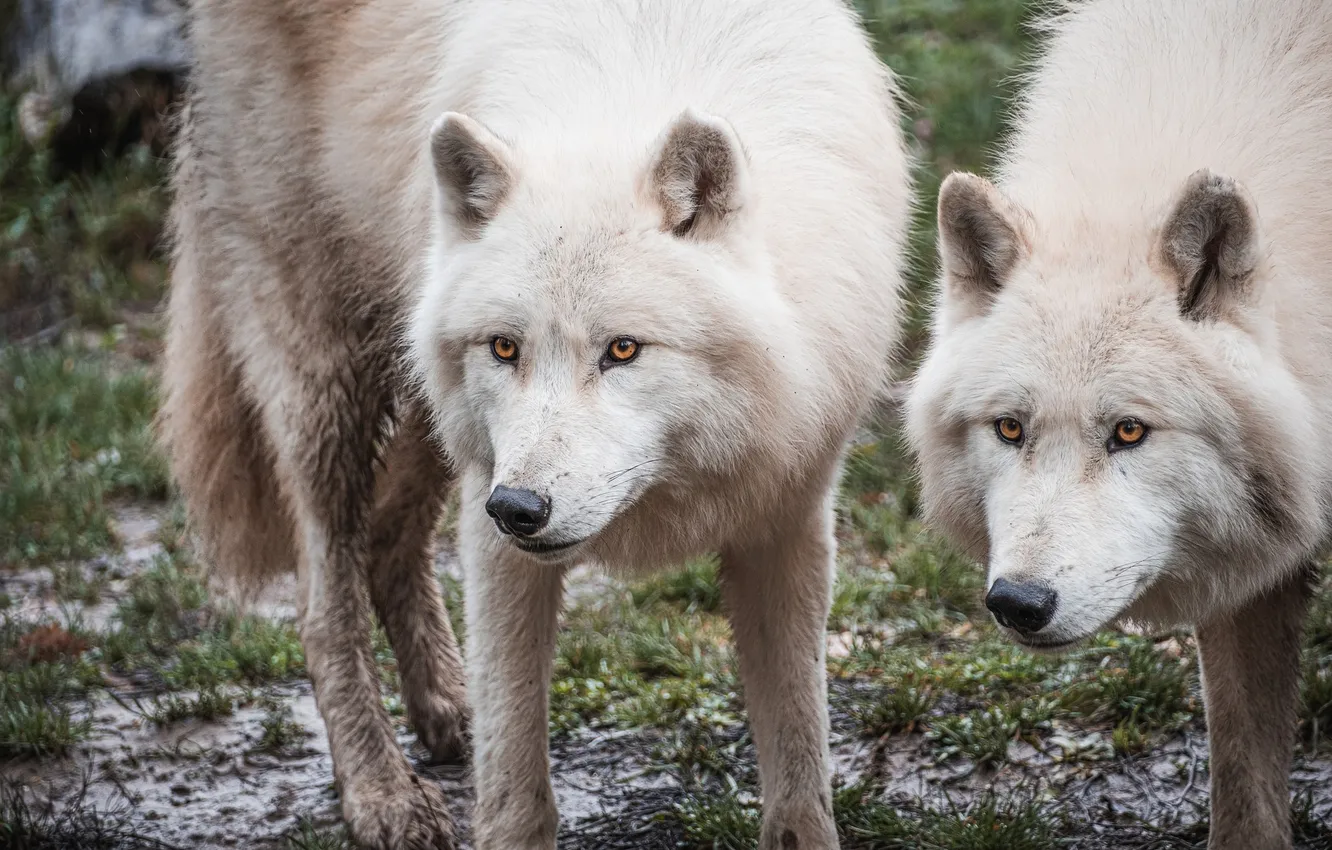 Photo wallpaper Predator, nature, snow, face, animal, wolf, wolves, canis lupus