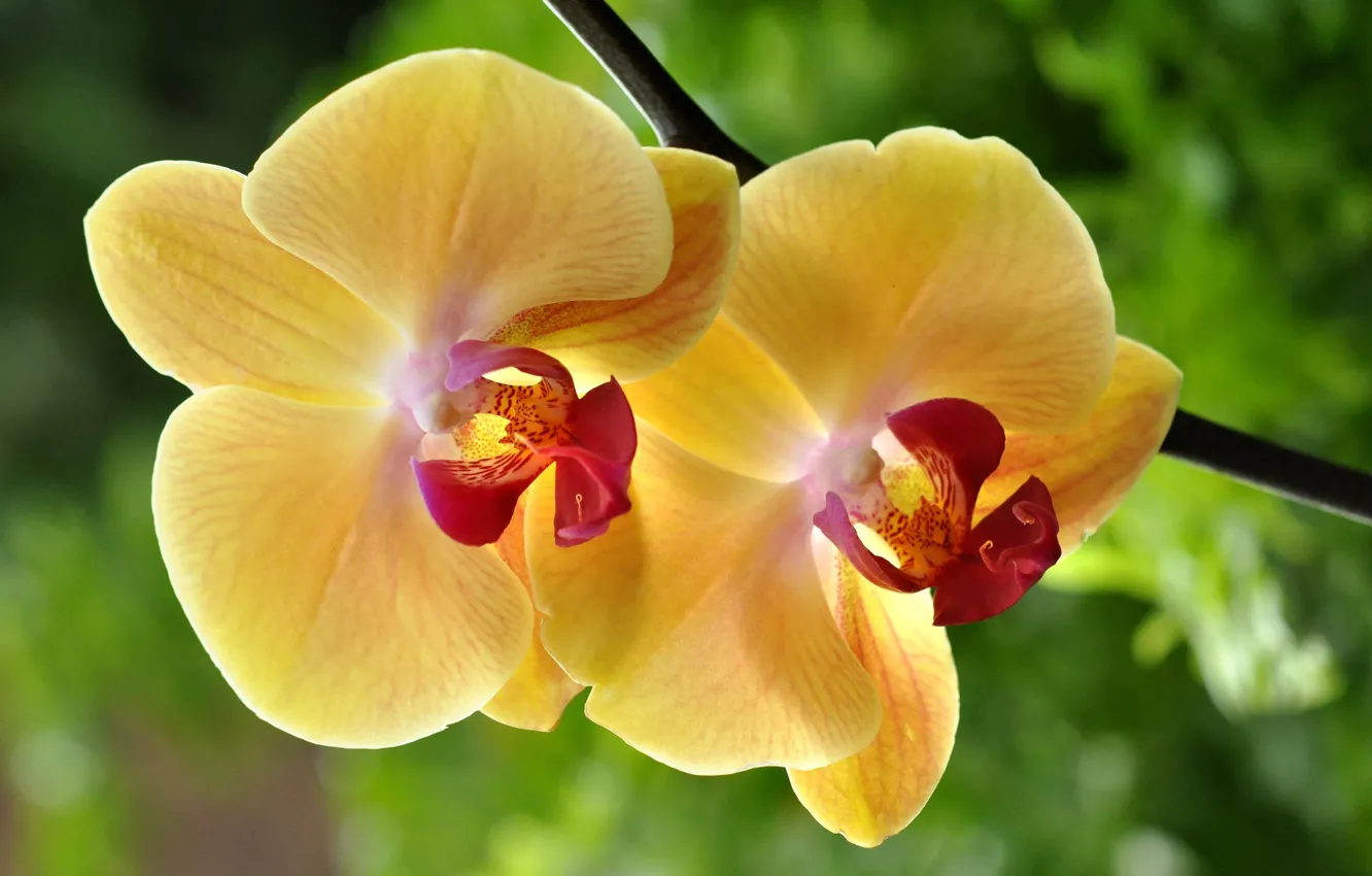 Photo wallpaper macro, Orchid, yellow