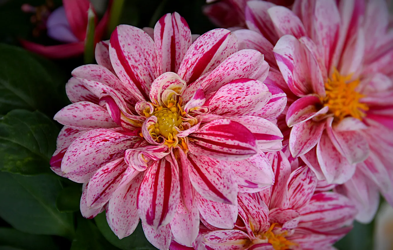 Photo wallpaper macro, pink flowers, Pink flowers