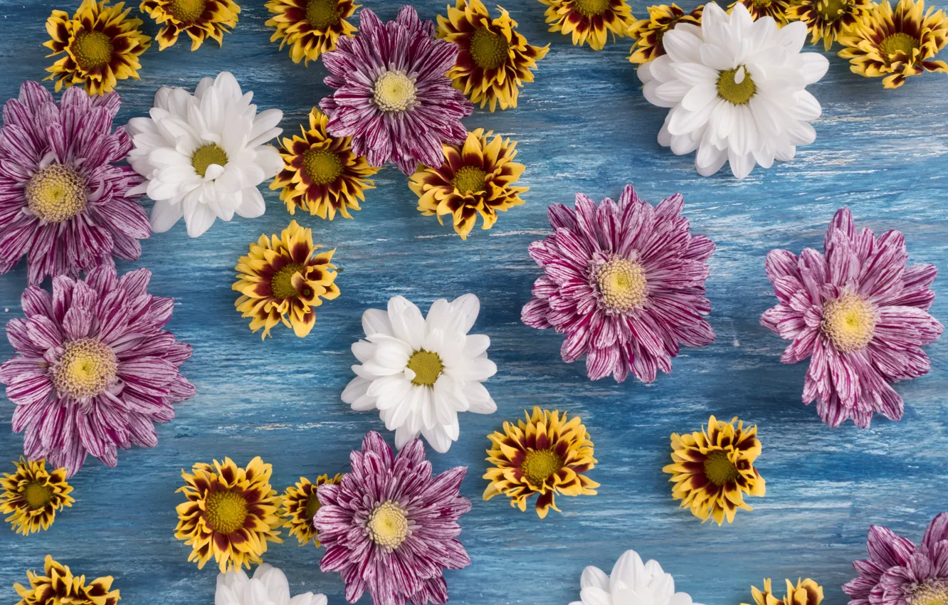 Photo wallpaper flowers, white, chrysanthemum, wood, pink, flowers