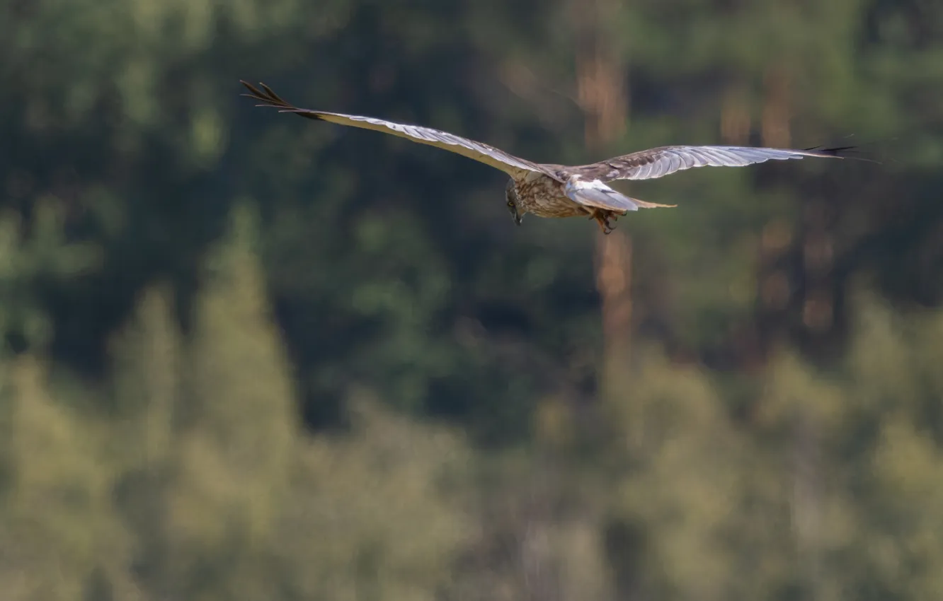 Photo wallpaper forest, flight, nature, wings, marsh Harrier, Svetlana Kholodnyak