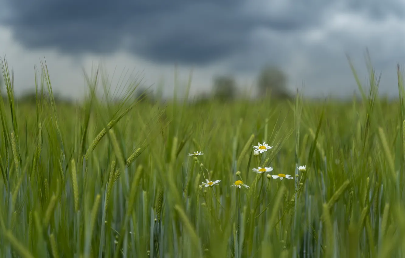 Photo wallpaper wheat, field, clouds, chamomile