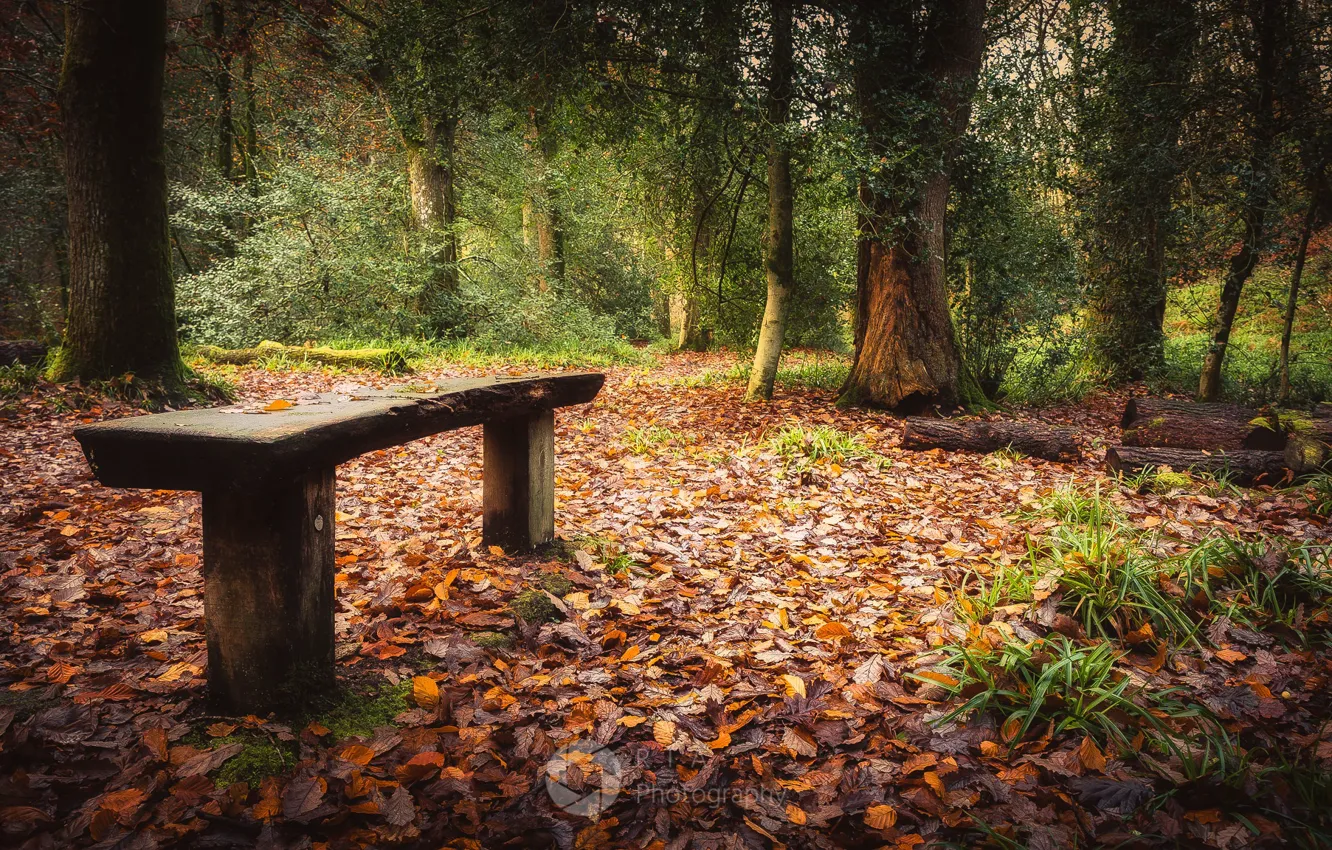 Photo wallpaper autumn, Park, bench