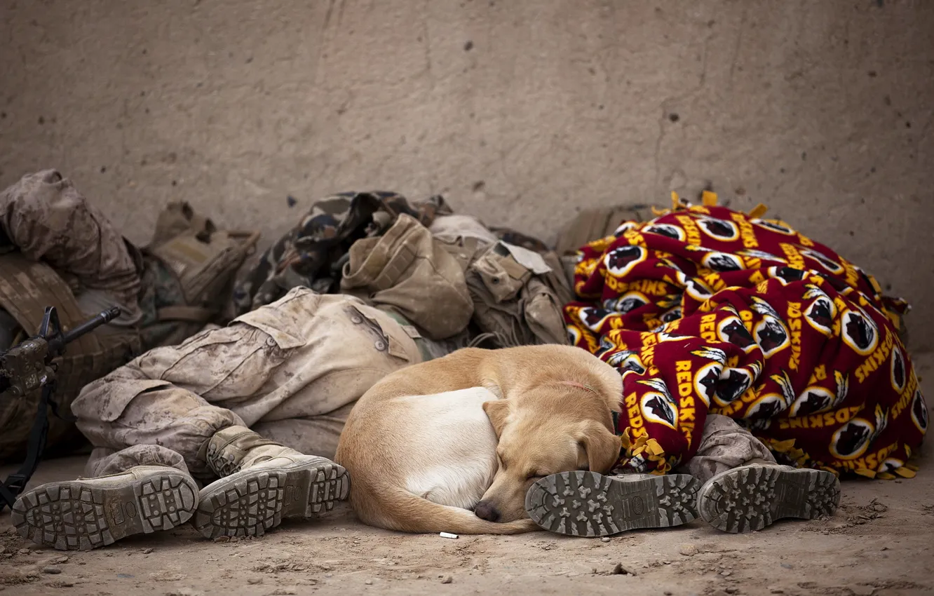 Photo wallpaper each, dog, soldiers