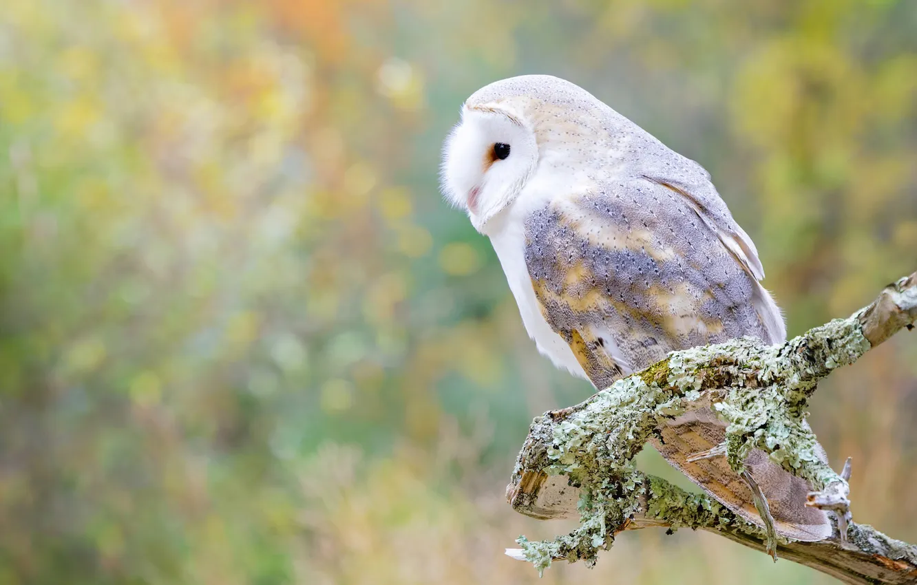 Photo wallpaper branches, owl, bird, profile, snag, bokeh, the barn owl