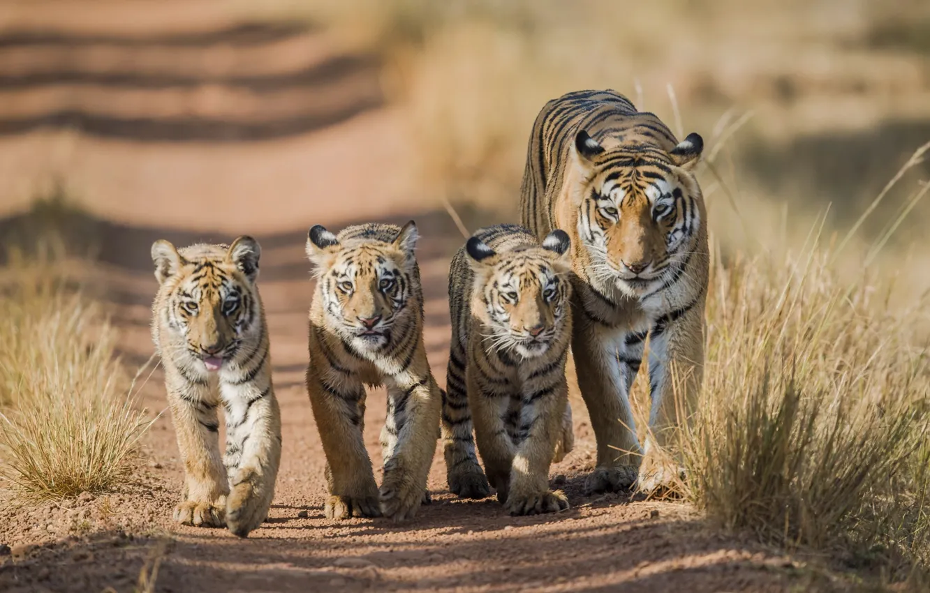Photo wallpaper tiger, walk, tigers, tigress, the cubs
