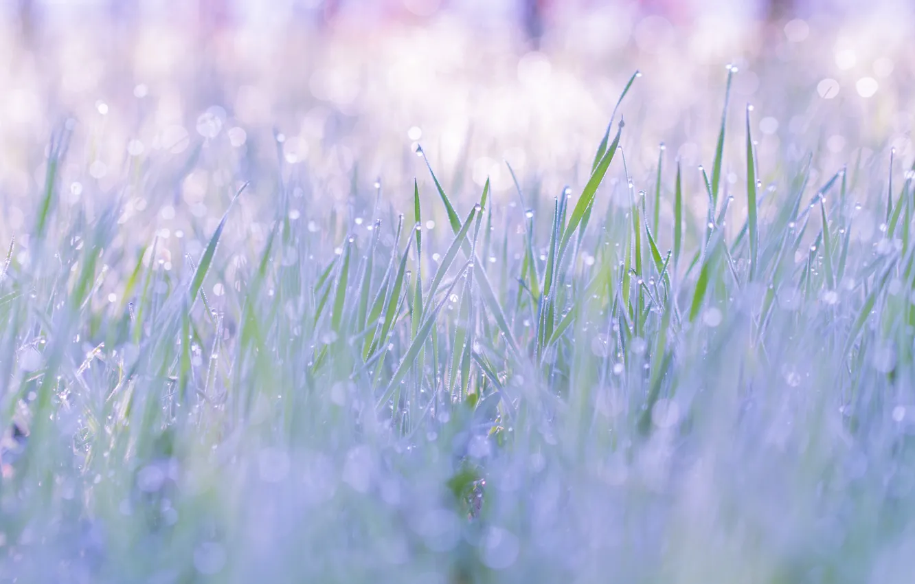 Photo wallpaper grass, drops, nature, Rosa, ease, tenderness, spring, clearing