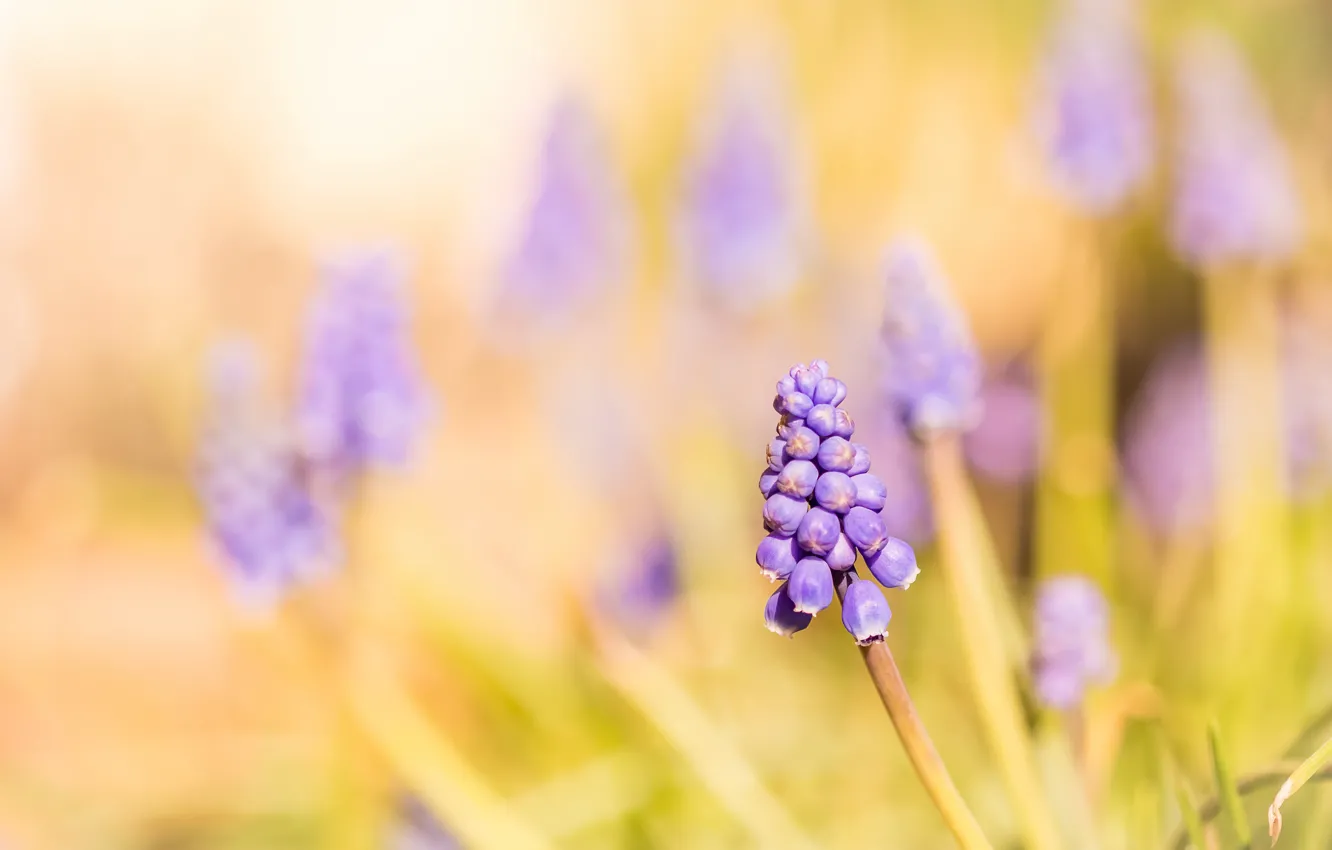 Photo wallpaper light, flowers, nature, Muscari
