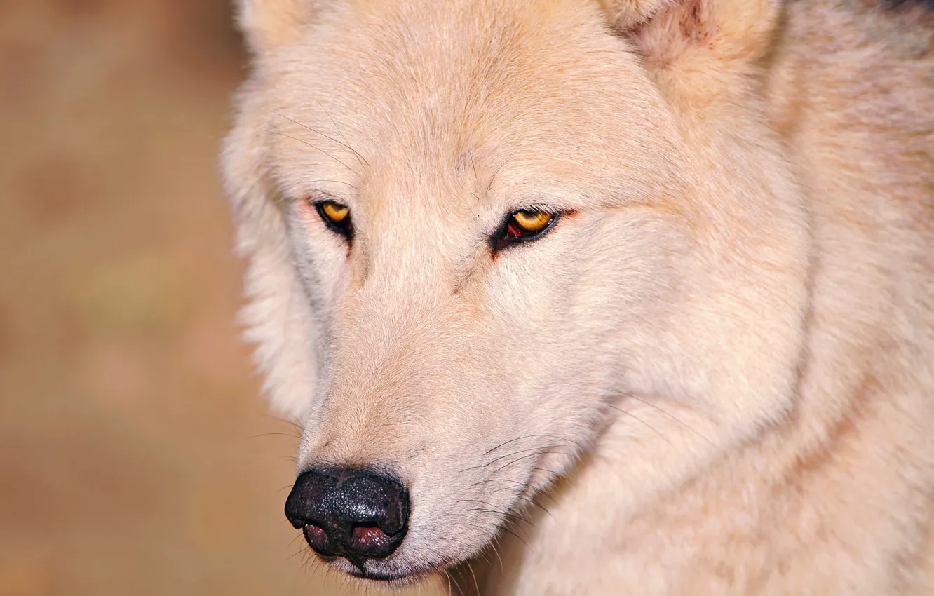 Photo wallpaper white, eyes, wolf, nose