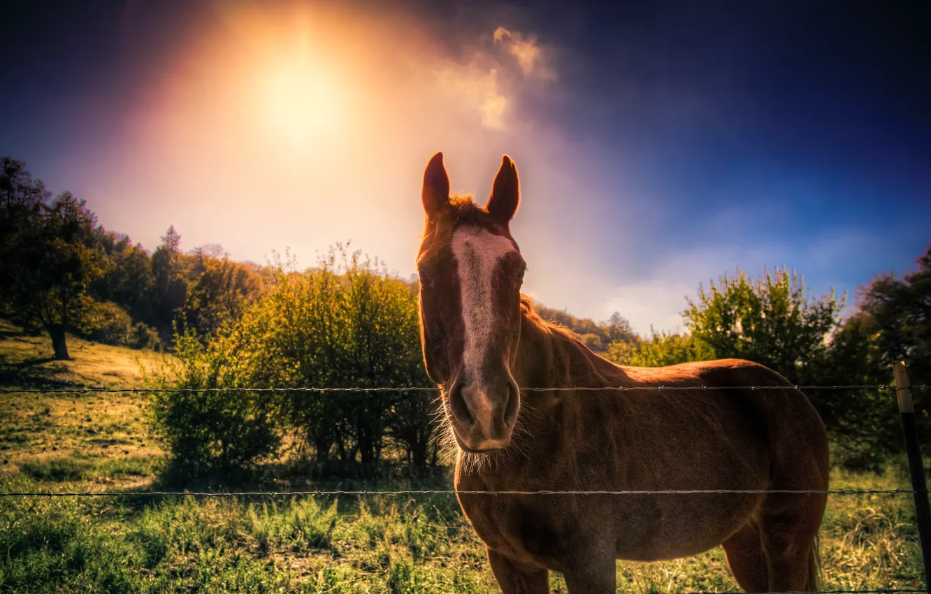 Photo wallpaper sunset, nature, horse