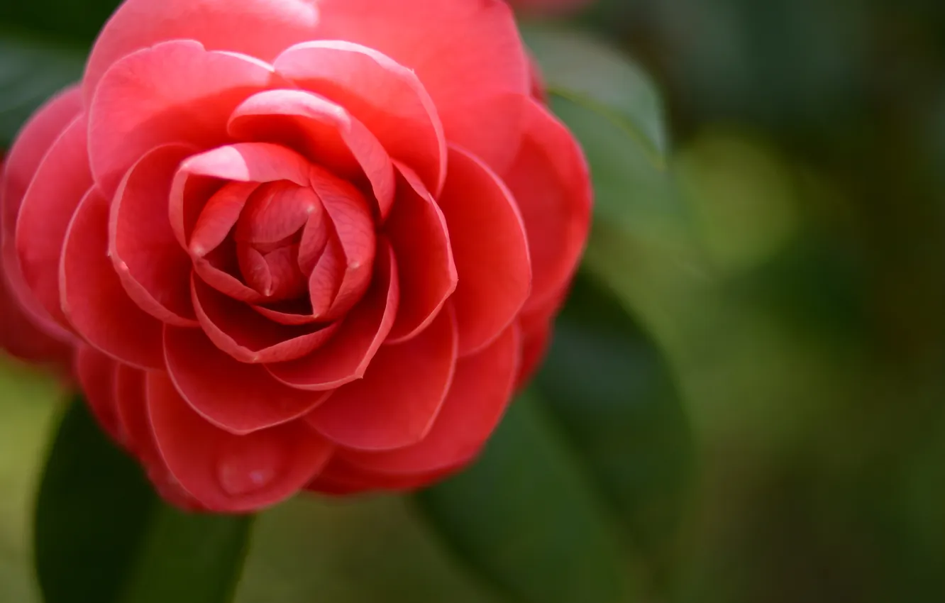 Photo wallpaper flowers, flowering, red Camellia
