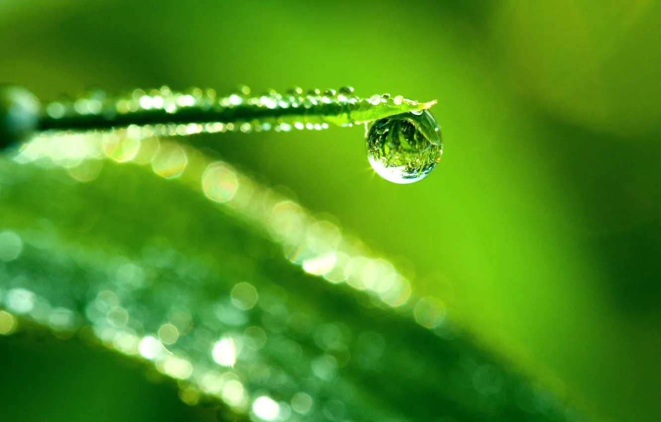 Photo wallpaper grass, drops, macro, Rosa, glare