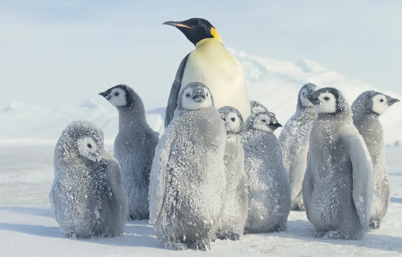 Photo wallpaper snow, penguins, Antarctica, Antarctica, penguin