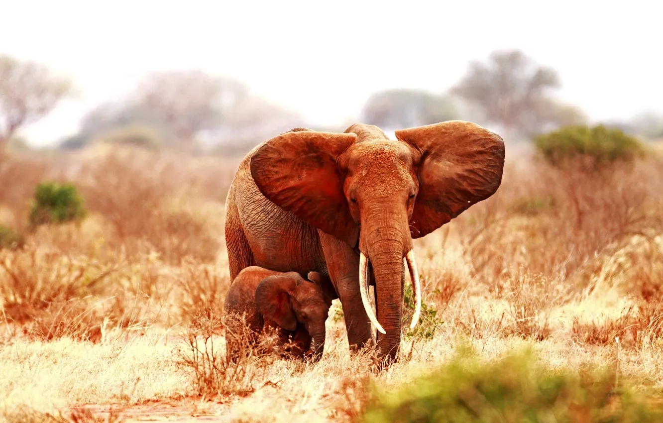 Photo wallpaper animals, elephant, ears, elephant
