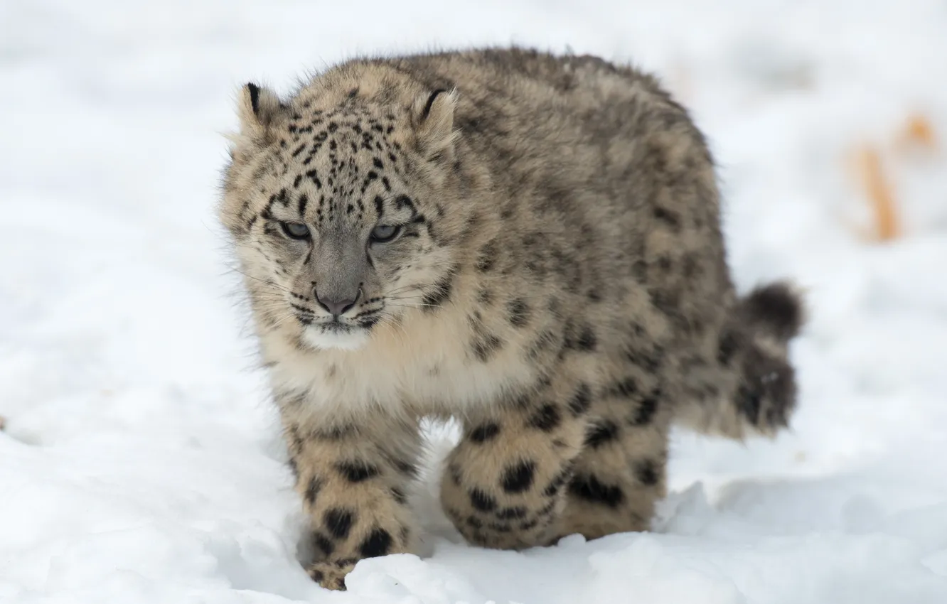 Photo wallpaper winter, cat, snow, kitty, IRBIS, snow leopard