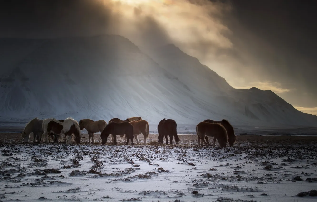 Photo wallpaper winter, horses, morning