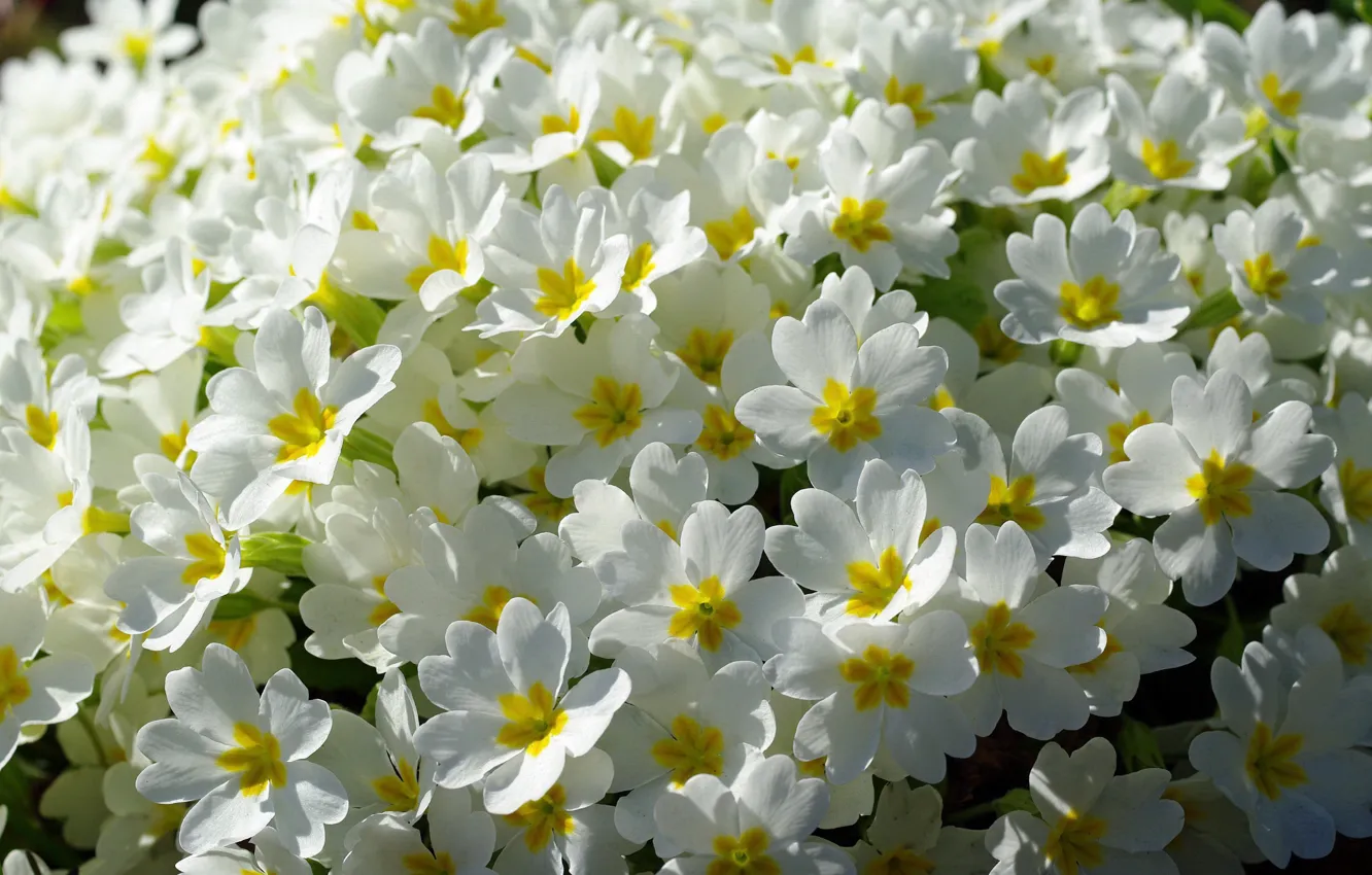 Photo wallpaper flowers, nature, tenderness, plant, beauty, spring, may, primrose