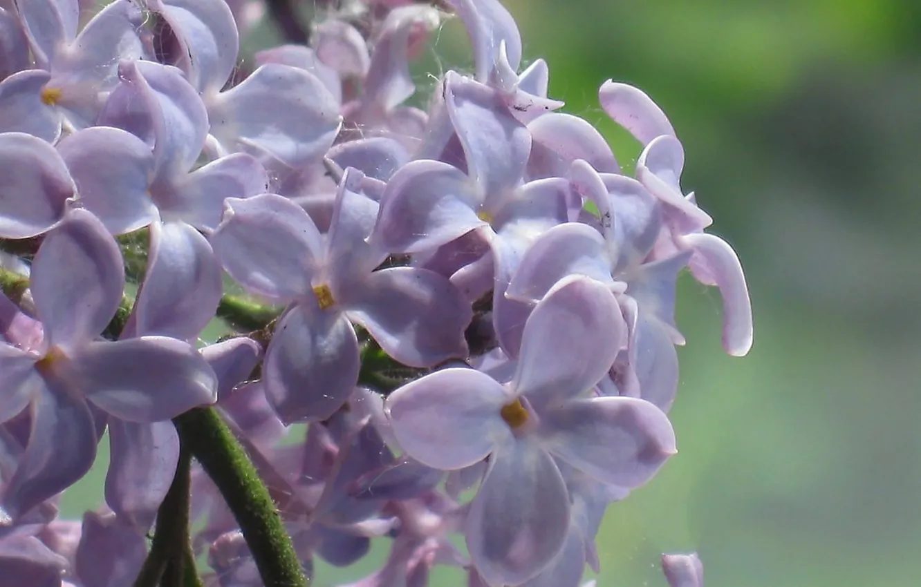 Photo wallpaper flowers, lilac, inflorescence