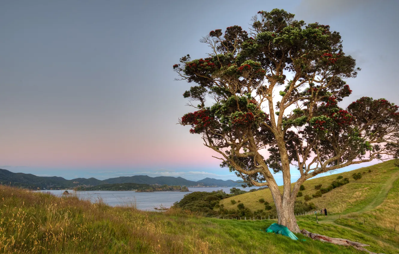 Photo wallpaper field, summer, the sky, grass, clouds, trees, mountains, hills