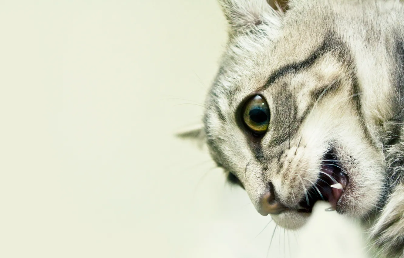 Photo wallpaper portrait, Cat, fangs, growls, closeup