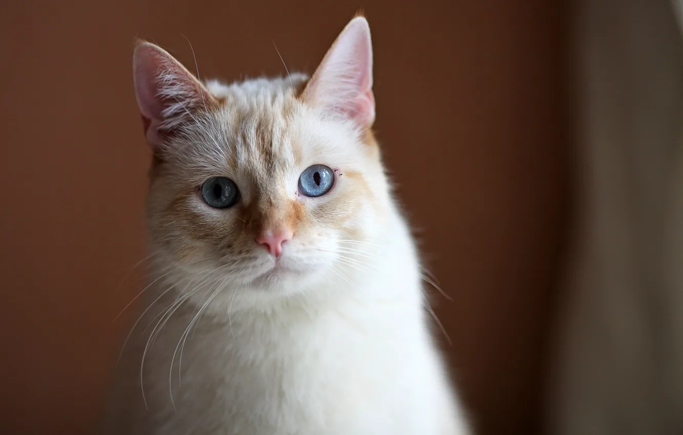 Photo wallpaper cat, Koshak, a sad look