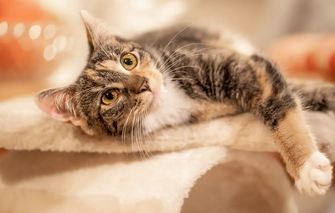 Photo wallpaper cat, cat, look, face, pose, paws, lies, fur