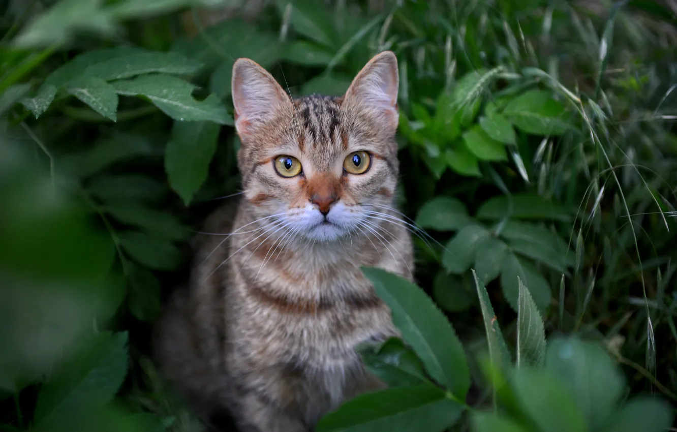 Photo wallpaper grass, cat, look, leaves, muzzle, cat