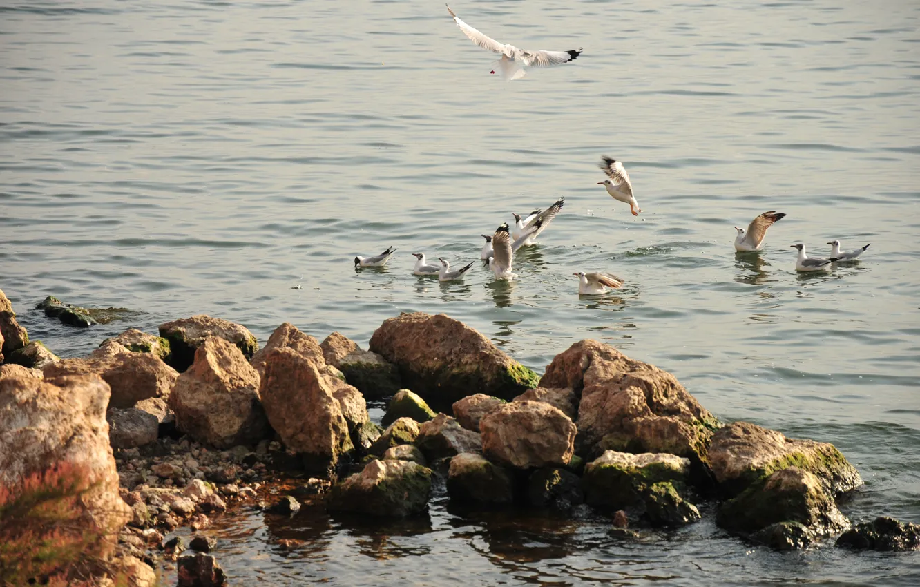Photo wallpaper lake, seagulls, afternoon