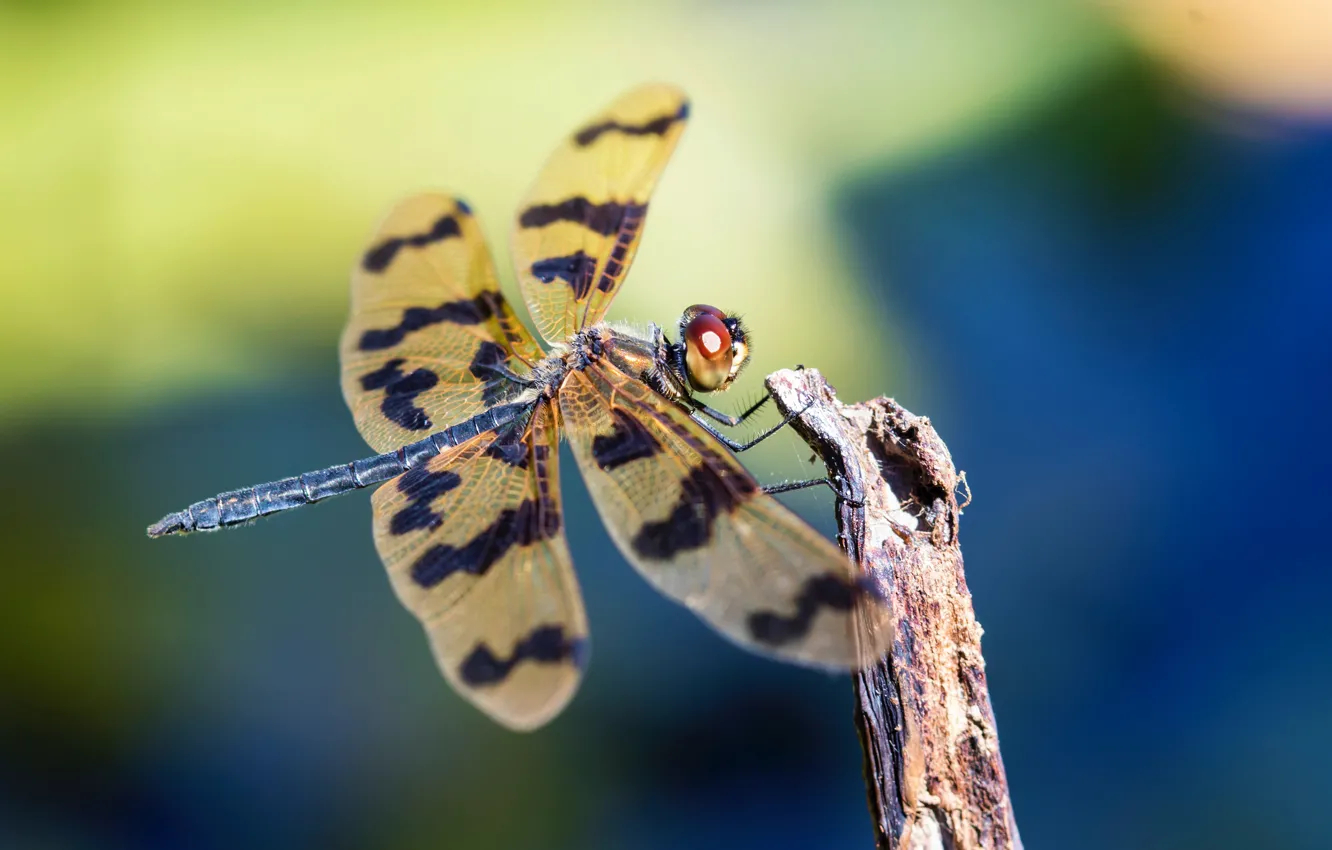 Photo wallpaper macro, branches, dragonfly, insect