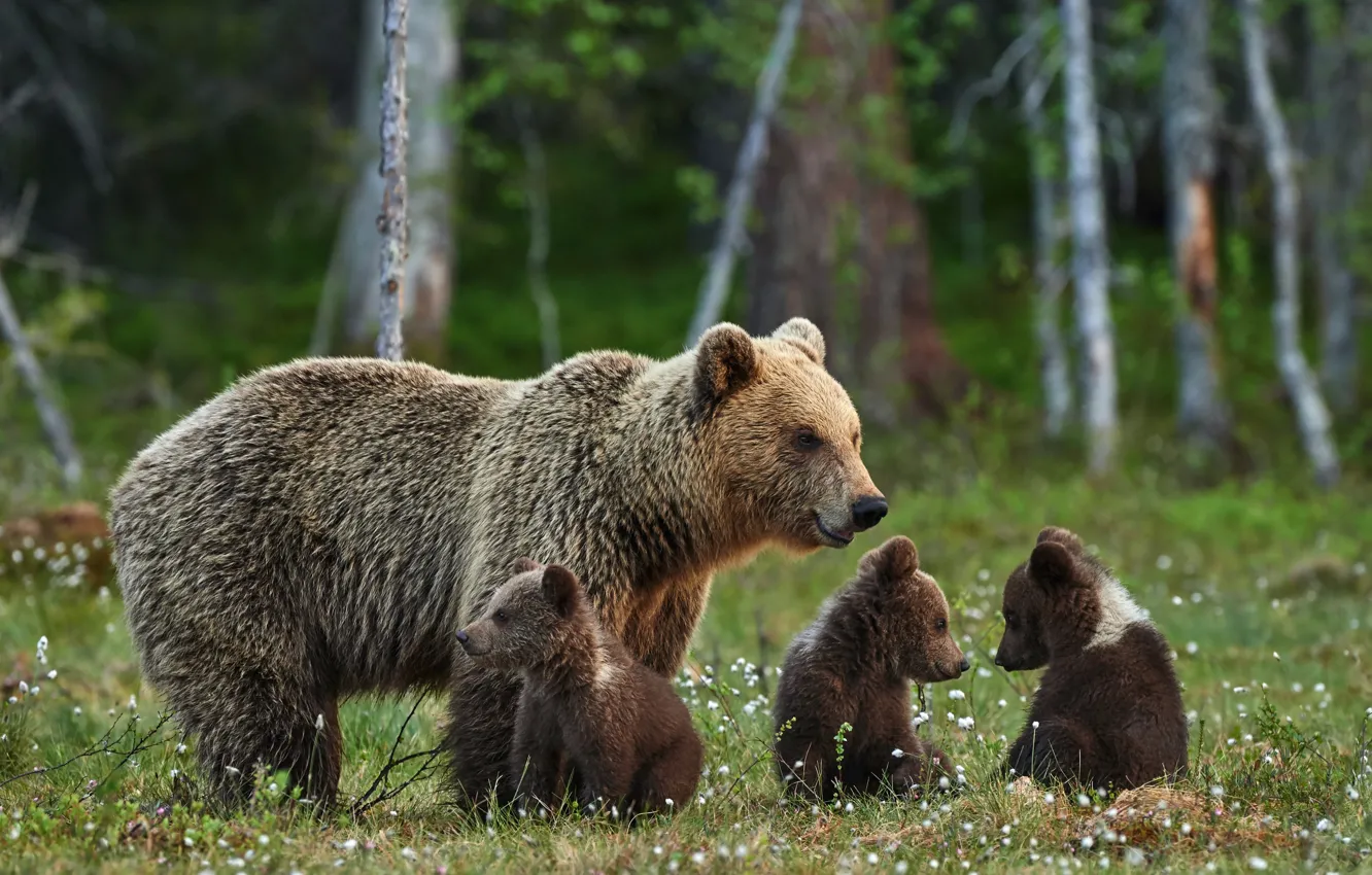 Photo wallpaper forest, summer, nature, stay, glade, blur, family, bears