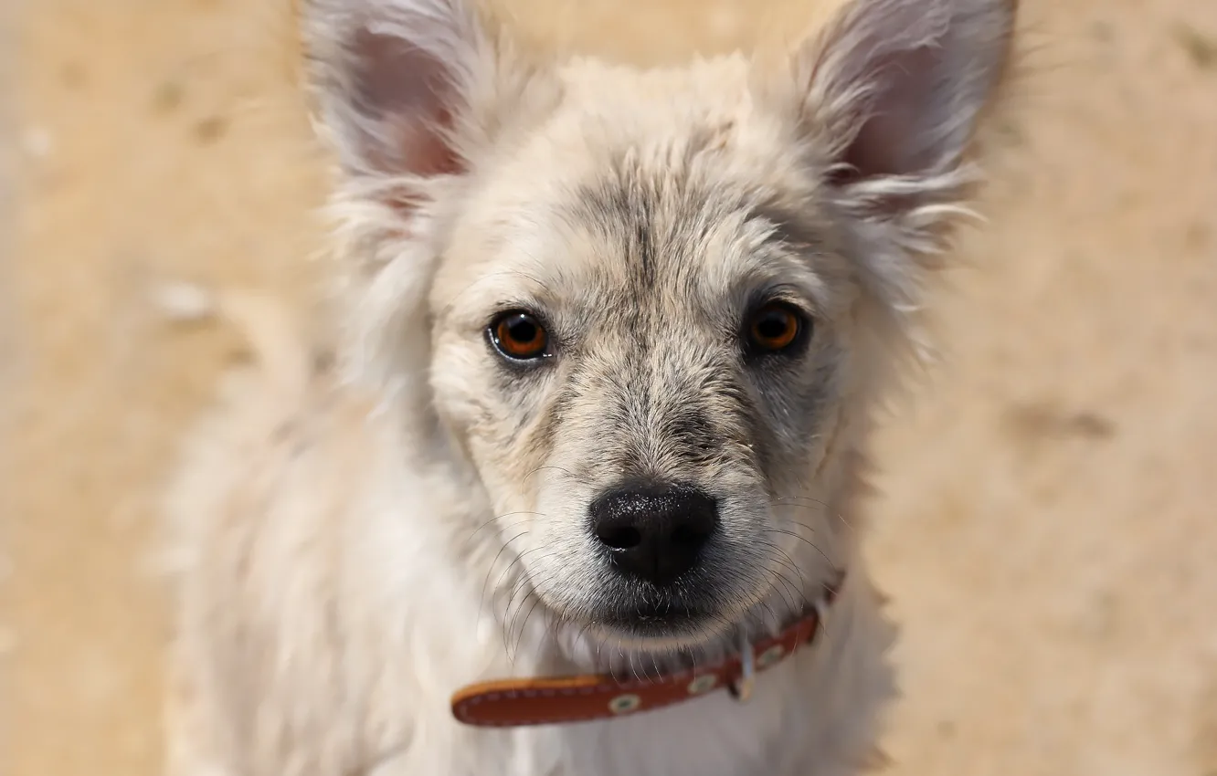 Photo wallpaper background, each, puppy, face, mongrel