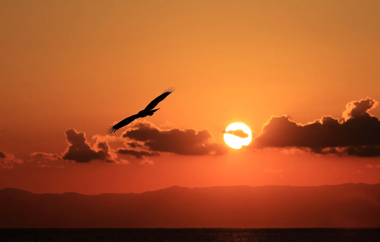 Photo wallpaper sea, the sky, the sun, clouds, sunset, bird, coast, silhouette