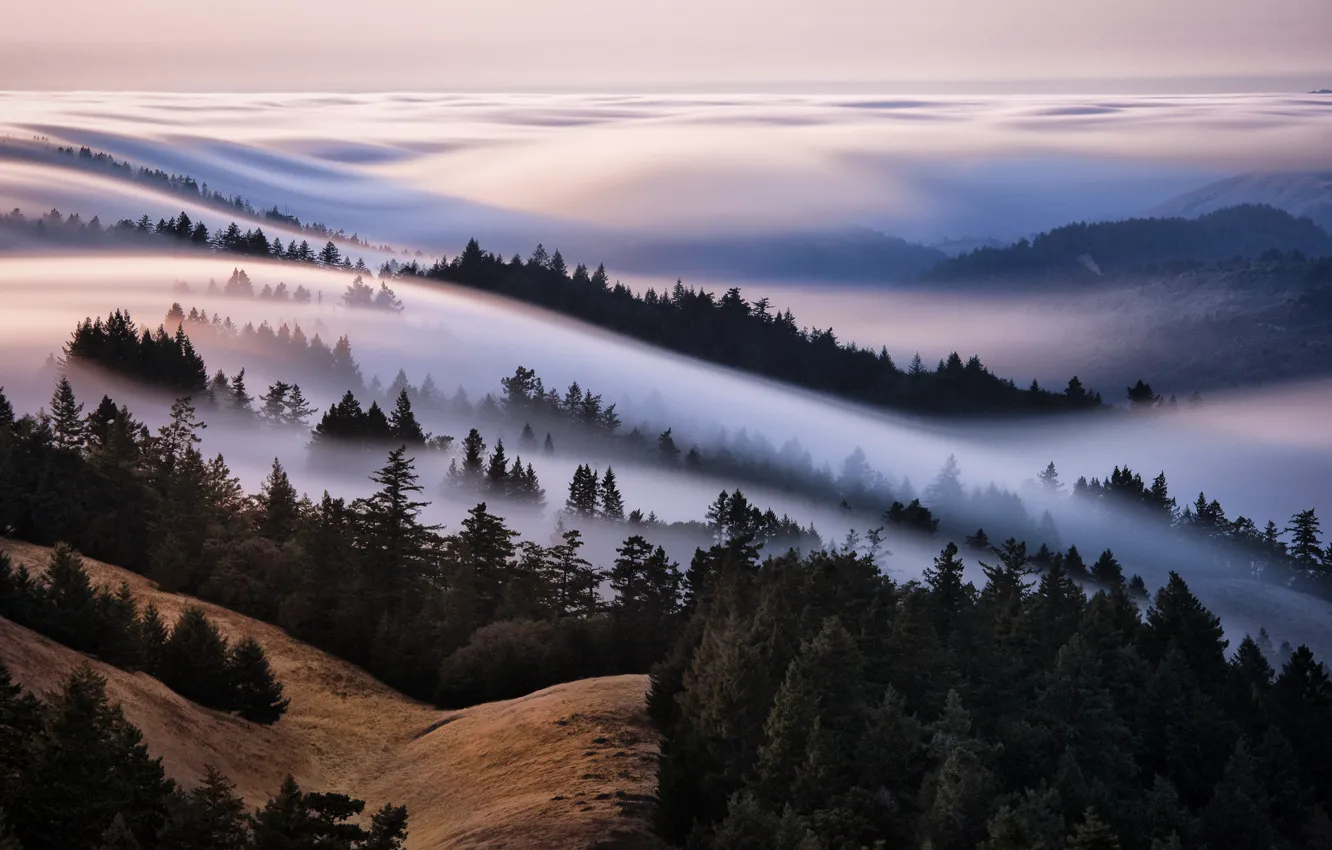 Photo wallpaper forest, the sky, fog, hills, the sea of fog