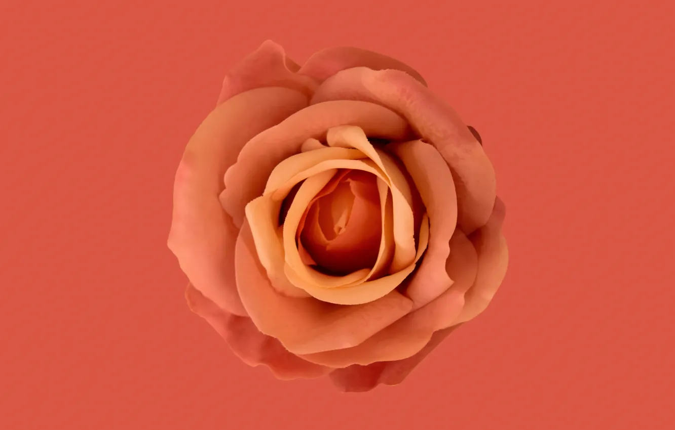 Photo wallpaper rose, flower, orange