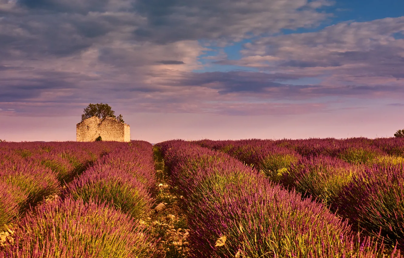 Photo wallpaper field, summer, the sky, clouds, light, trees, sunset, flowers
