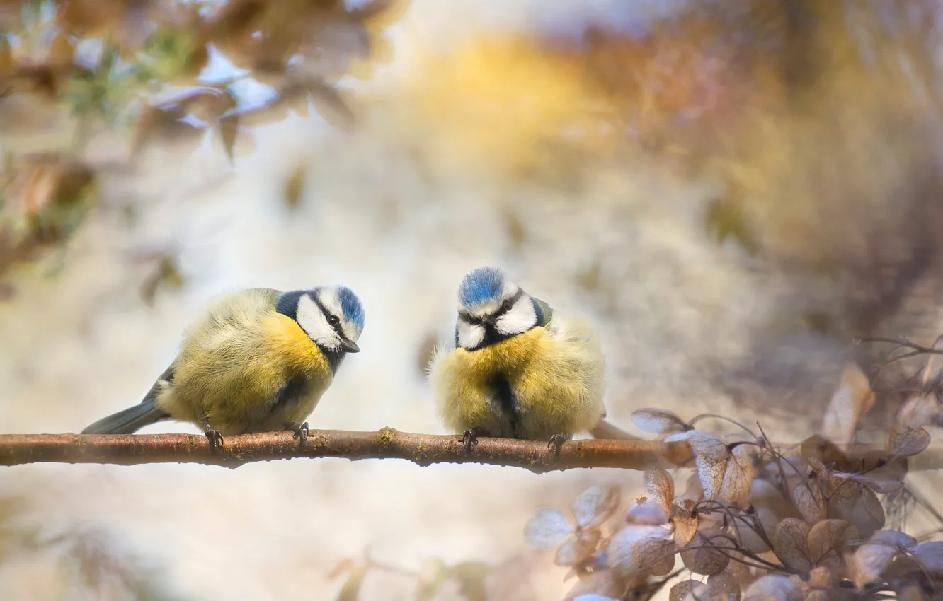 Photo wallpaper branches, nature, collage, bird, tit