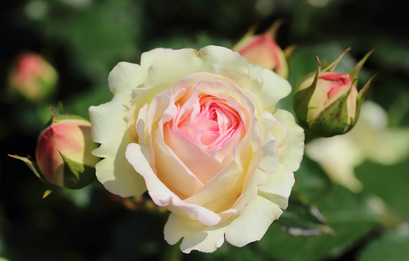 Photo wallpaper macro, roses, buds