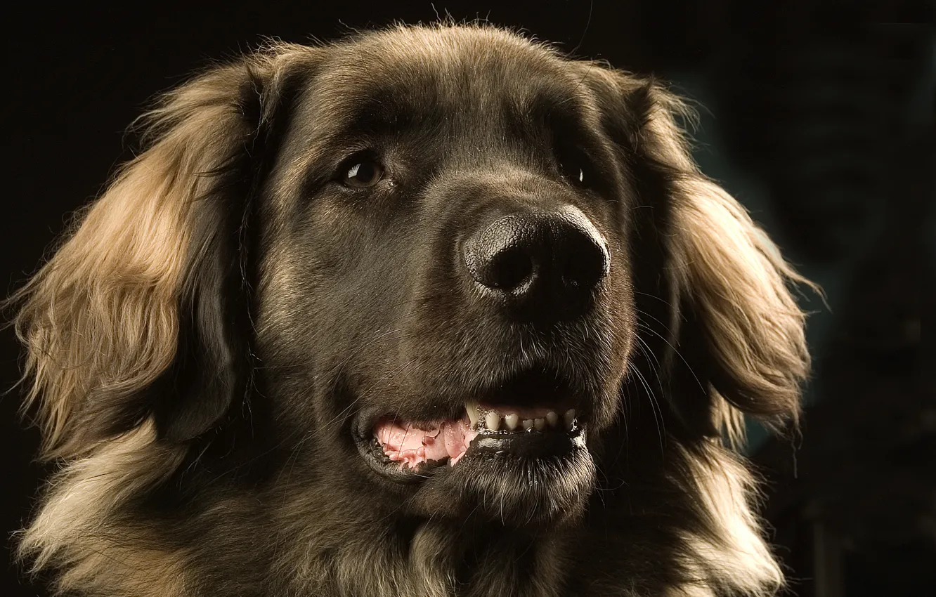 Photo wallpaper eyes, face, Dog, Leonberger