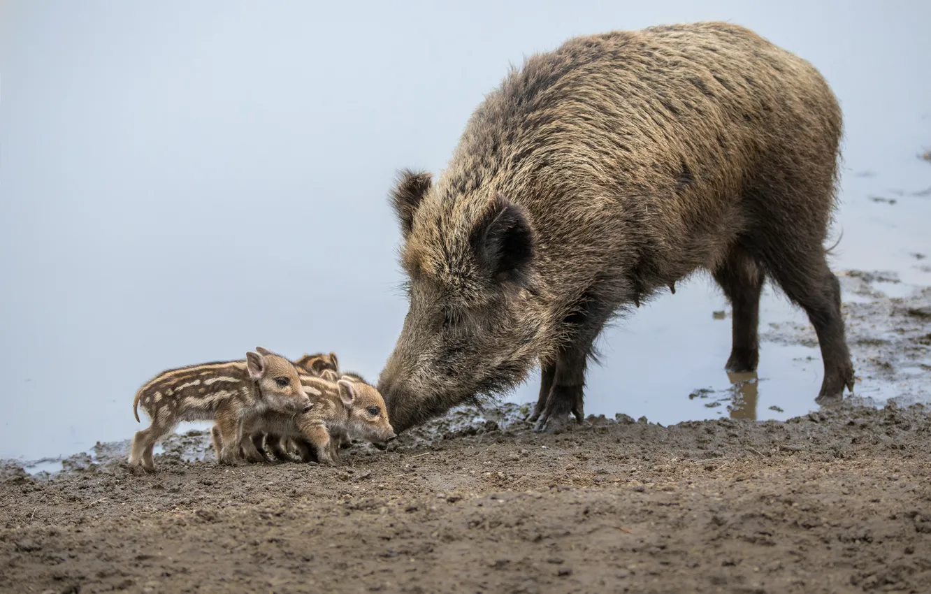 Photo wallpaper lake, pig, boar, wild, pig