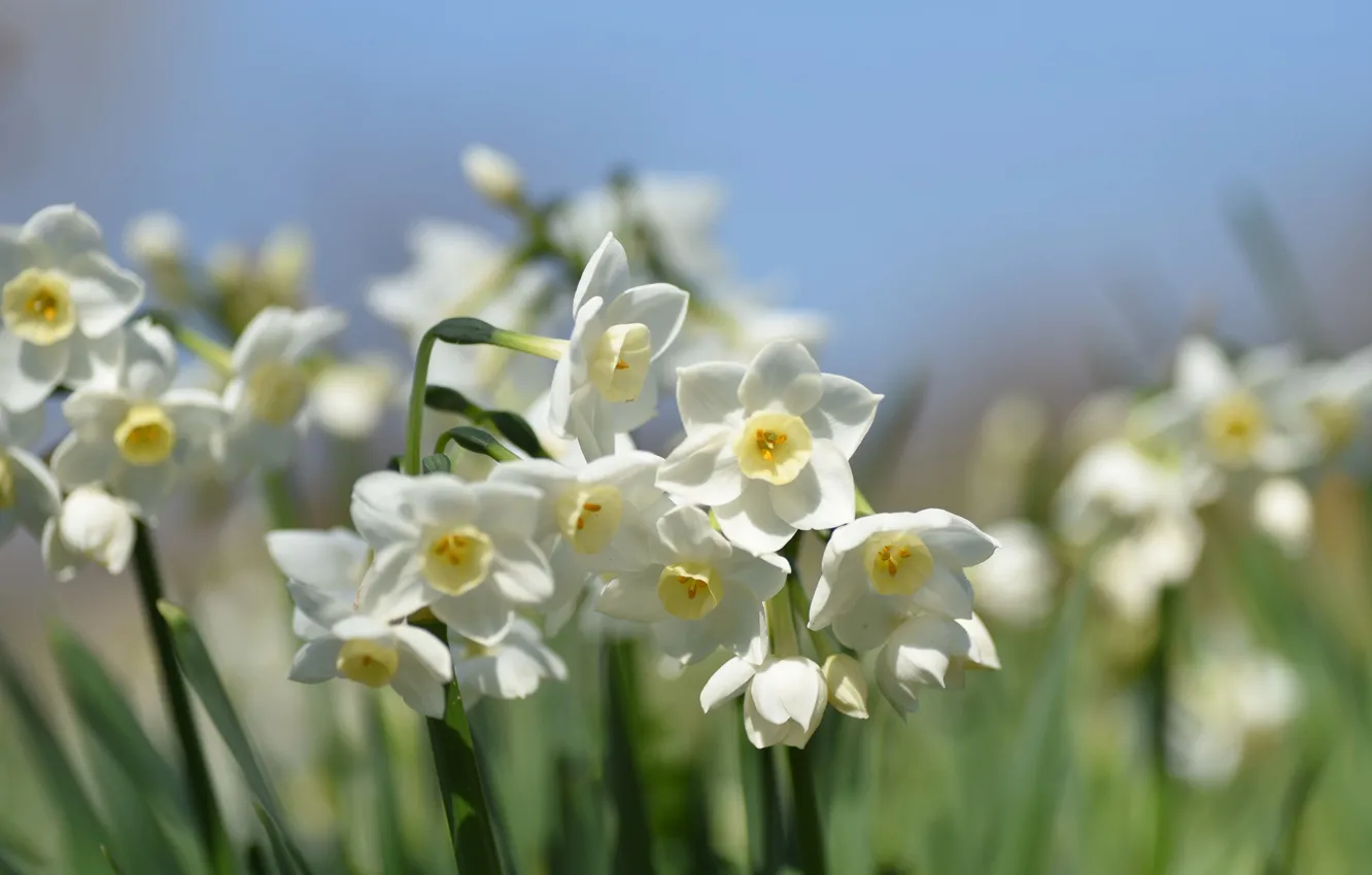 Photo wallpaper spring, white, daffodils